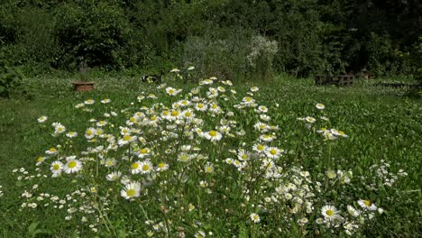 White-flowers-moving-in-the-wind,-with-a-Staffie-dog-jumping-and-running-around-in-the-background