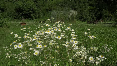 flores blancas moviéndose en el viento, con un perro saltando y corriendo en el fondo