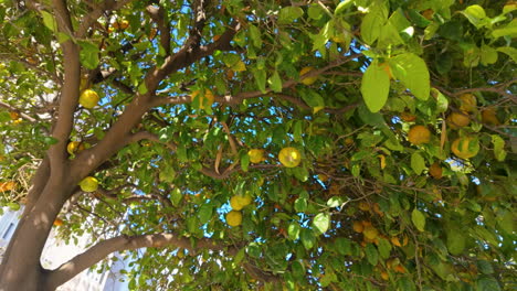 lush lemon tree branches with ripe yellow fruit