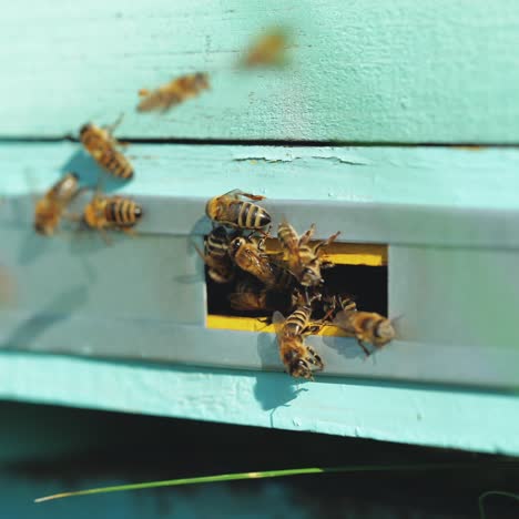 bees flying to hive. hives in an apiary with working bees flying to the landing boards.