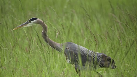 beautiful blue heron bird in tall vibrant green grass searching for food to eat close up slow motion