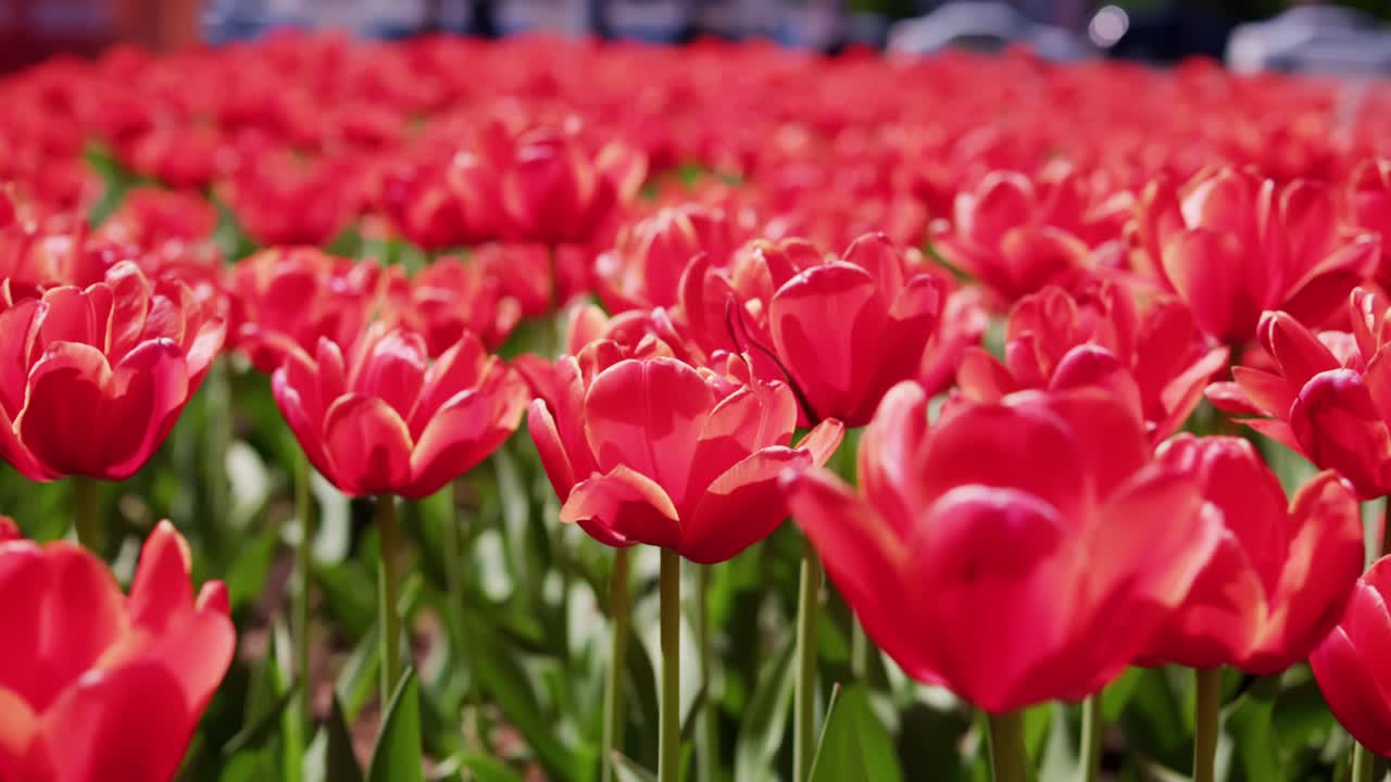 Tulipani rossi vivaci fioriscono in un campo lussureggiante. La luce del sole brilla delicatamente sui petali, mettendone in risalto la texture. Steli verdi si ergono alti e robusti sotto i fiori. La scena irradia calore.