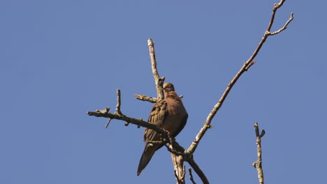 beige-colored mourning dove on a bare and leafless treetop