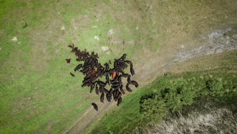 A-top-down-elevating-drone-shot-of-a-herd-of-Canadian-Bovine-Beef-cows-cattle-livestock-feeding-on-the-grass-of-a-tame-prairie-pasture-next-to-a-road-and-lake-on-a-Manitoba-farm