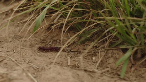 red flat-backed millipede from the chelodesmidae family slowly walking on the ground