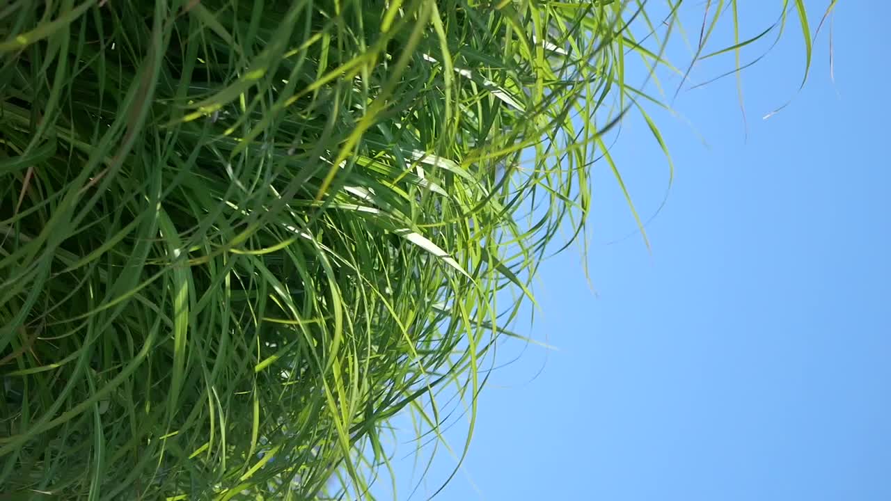 Green Grass Against a Clear Blue Sky