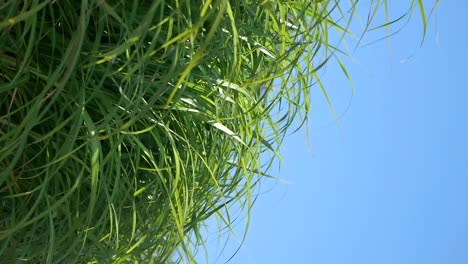 green grass against a clear blue sky