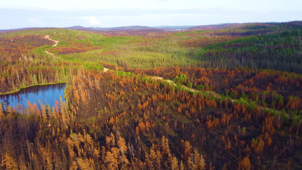 Aerial pullback of Qu&eacute;bec's largest wildfire aftermath amid record forest fire season