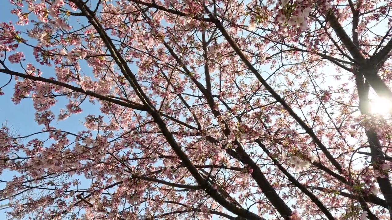Rami di ciliegio in fiore che ondeggiano nella brezza primaverile