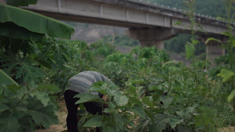 farmer working in a vegetable field near a bridge