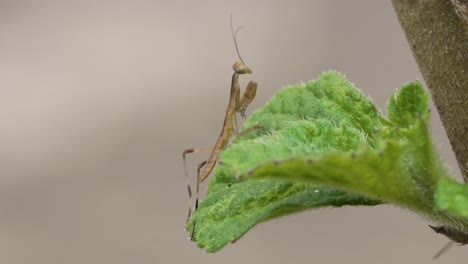 praying mantis looking off into the distance with forelegs held close to body and antenna blowing in the wind