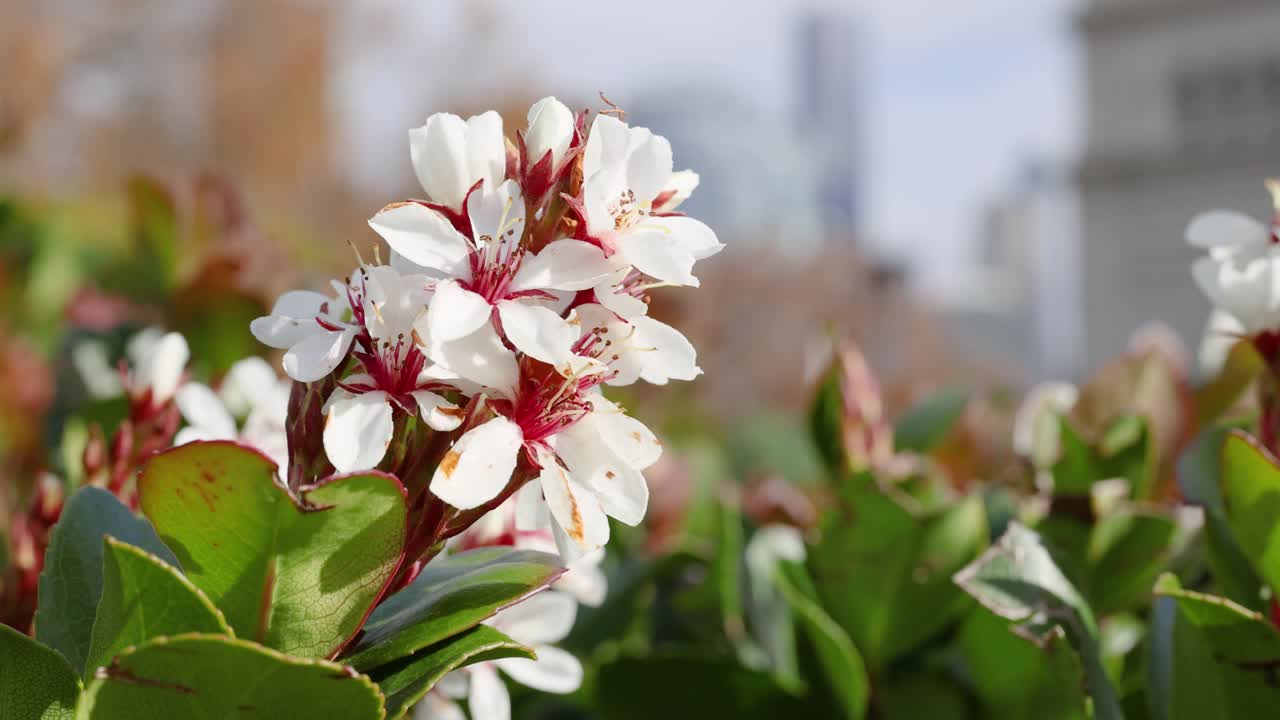 primer plano de las flores de espino indio en flor