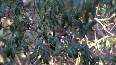 petit friarbird, philemon citreogularis à la recherche de nourriture, sautillant sur une branche, faux pas soudain et presque tomber de l'arbre, oiseau indigène australien trouvé dans la zone humide côtière de wynnum, queensland