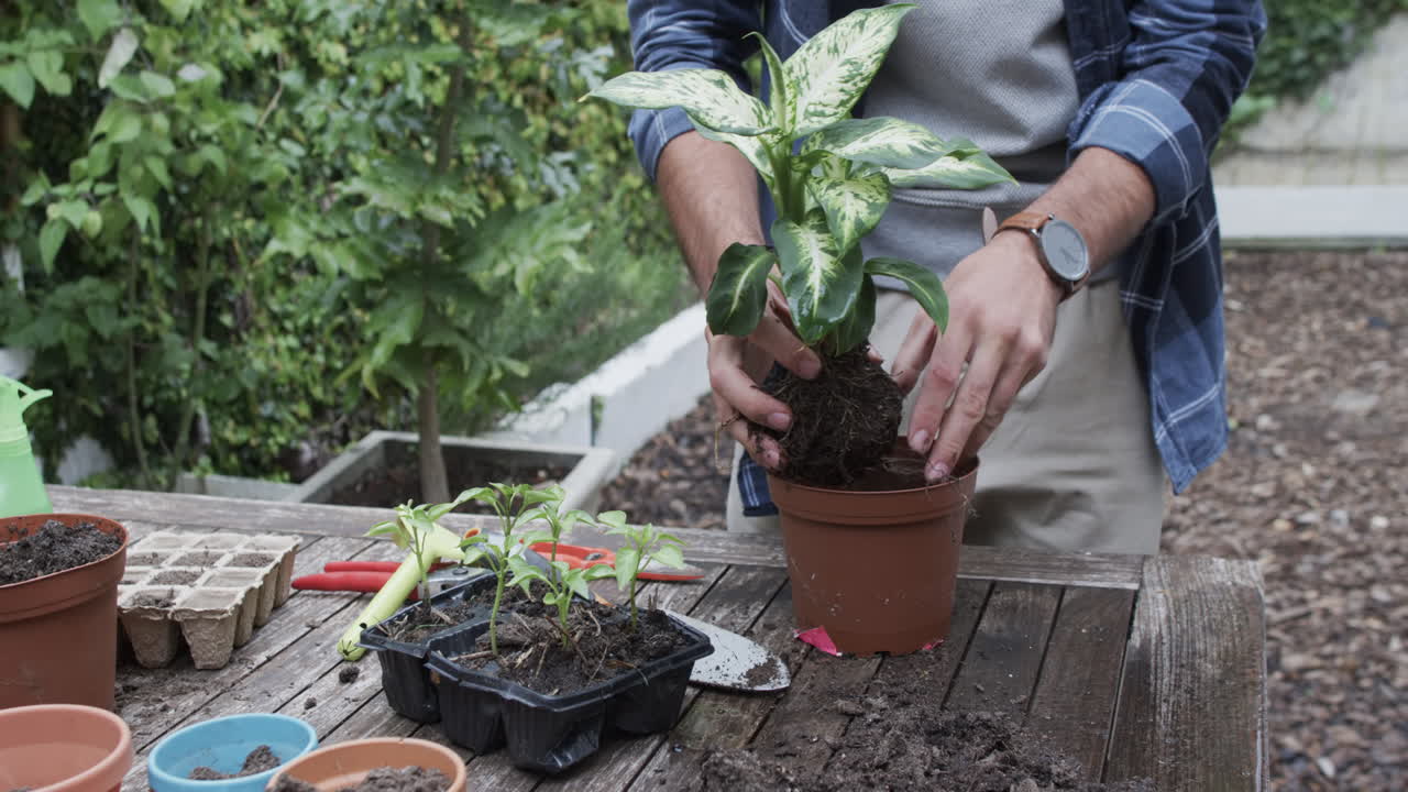 sección media de un hombre caucásico plantando semillas en el jardín, cámara lenta