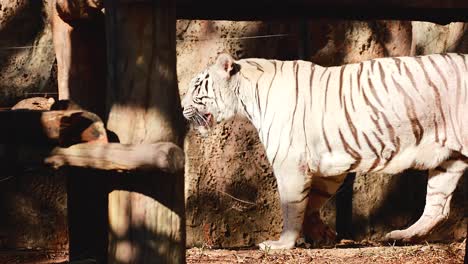 white tiger walking through its enclosure