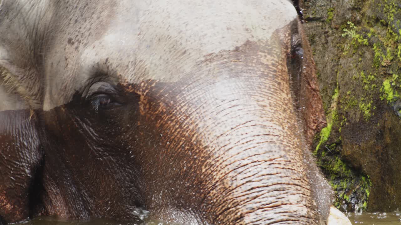 cerca del viejo elefante de sumatra bañándose y refrescándose en agua, cámara lenta