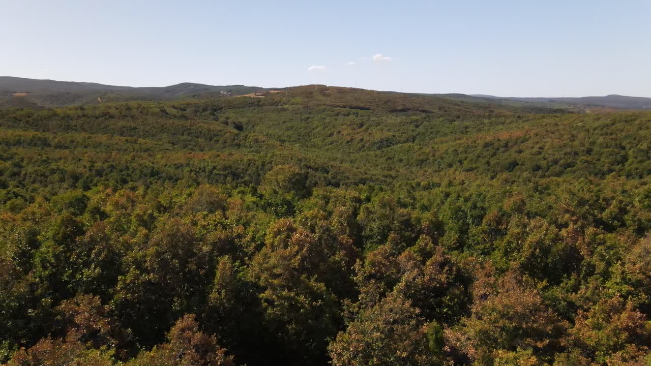 drone volando sobre el bosque