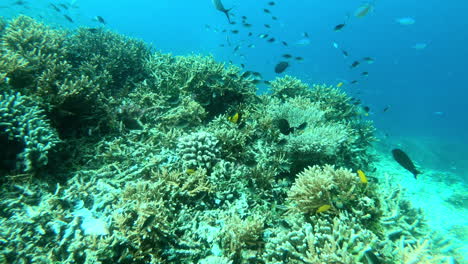 fishes-swimming-in-the-coral-reefs-of-Raja-Ampat