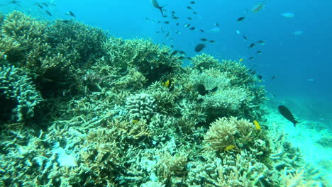 peces nadando en los arrecifes de coral de raja ampat