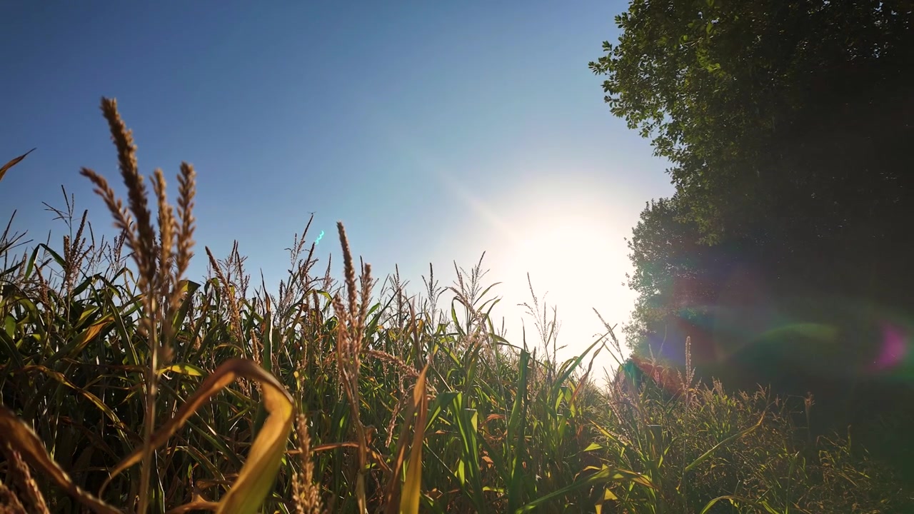 Low-angle solar eclipse timelapse across a cornfield, showing backlit crops, a silhouetted tree and changing daylight.