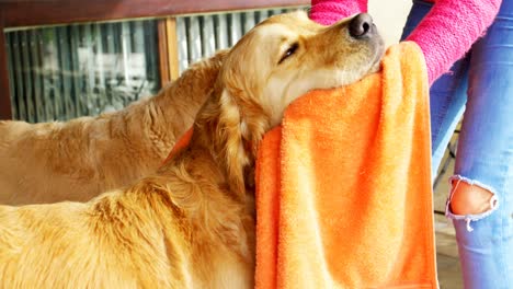 woman wiping her dog with a towel 4k