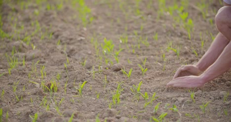 farmer examining dry soil