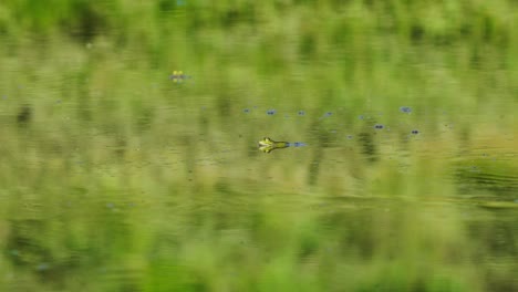 green frog camouflaged on the surface of a fresh water pond