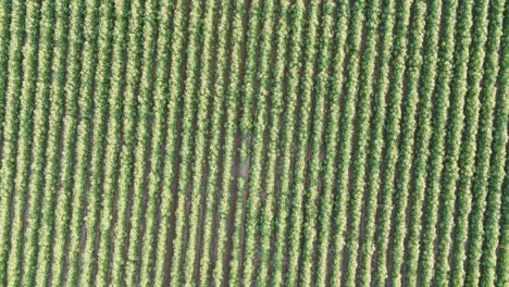 vista aérea de una tierra de cultivo con filas de cultivos