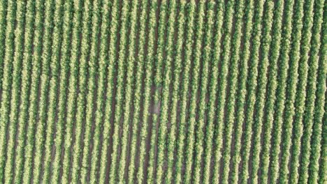 aerial view of a farmland with rows of crops