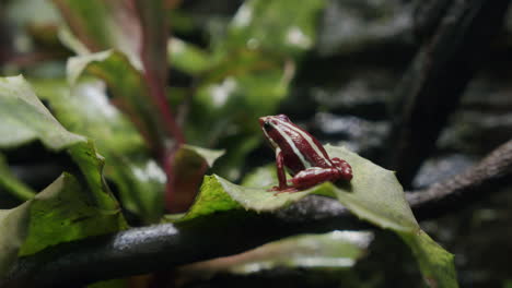 anthony poison arrow frog in the tree