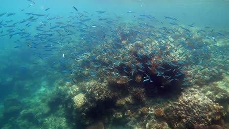 a shoal of small silver fish swim above the coral reef