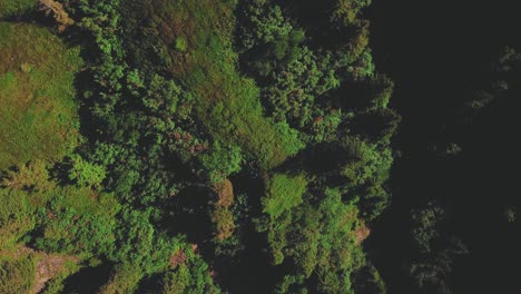 moving forward eagle eye shot from a drone showing from above a green mountain meadow with treen