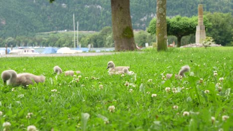 cute cygnets foraging in lush green grass by a lake on a summer day