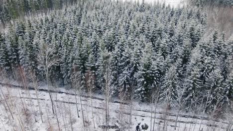 Buscando-Gente-En-El-Bosque-En-Invierno