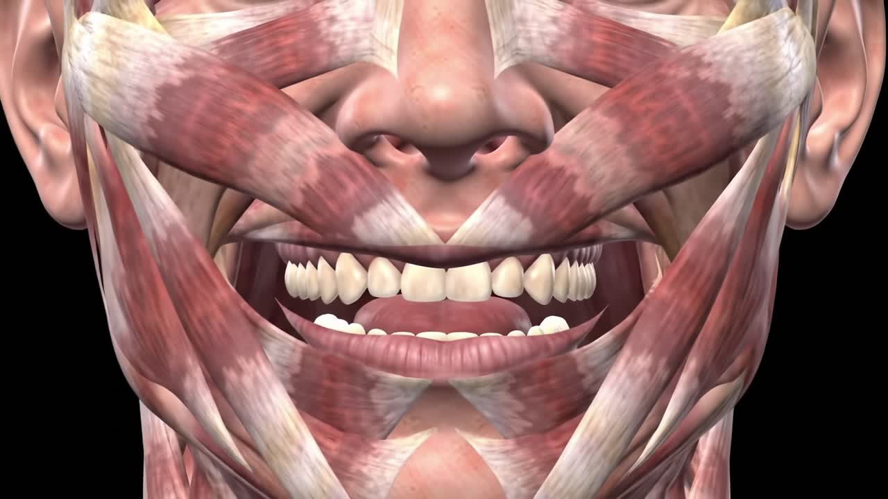 Detailed Visual Representation of Facial Musculature: Exploring the Dynamic Structure of Smiling Muscles and Anatomical Features in a 3D Model