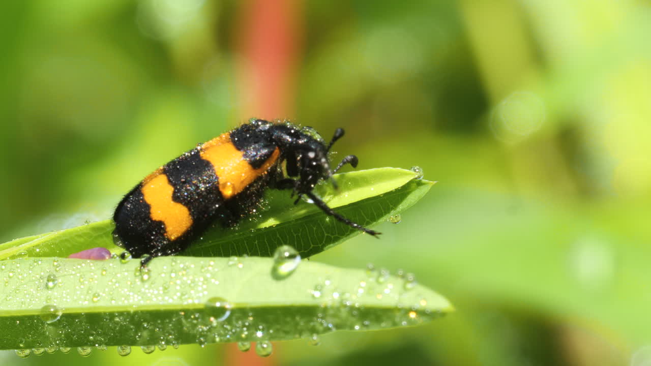 Dew-covered orange and black blister beetle cleans up in morning light, glistening on leaf as the sun rises