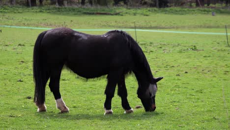 Horse-wearing-protective-mesh-fly-mask-hood,-while-grazing-in-a-field