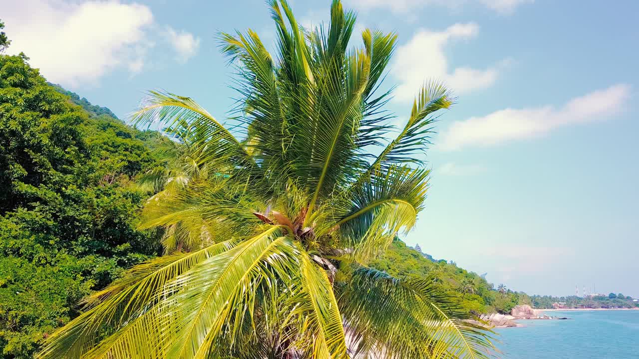 Tropical sand beach with palm trees in sunset, sunrise, aerial dolly shot flying through the trunks, wild pristine beach in Hawaii