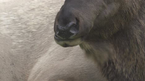 alce toro rumiando en mamut, parque nacional de yellowstone, estados unidos