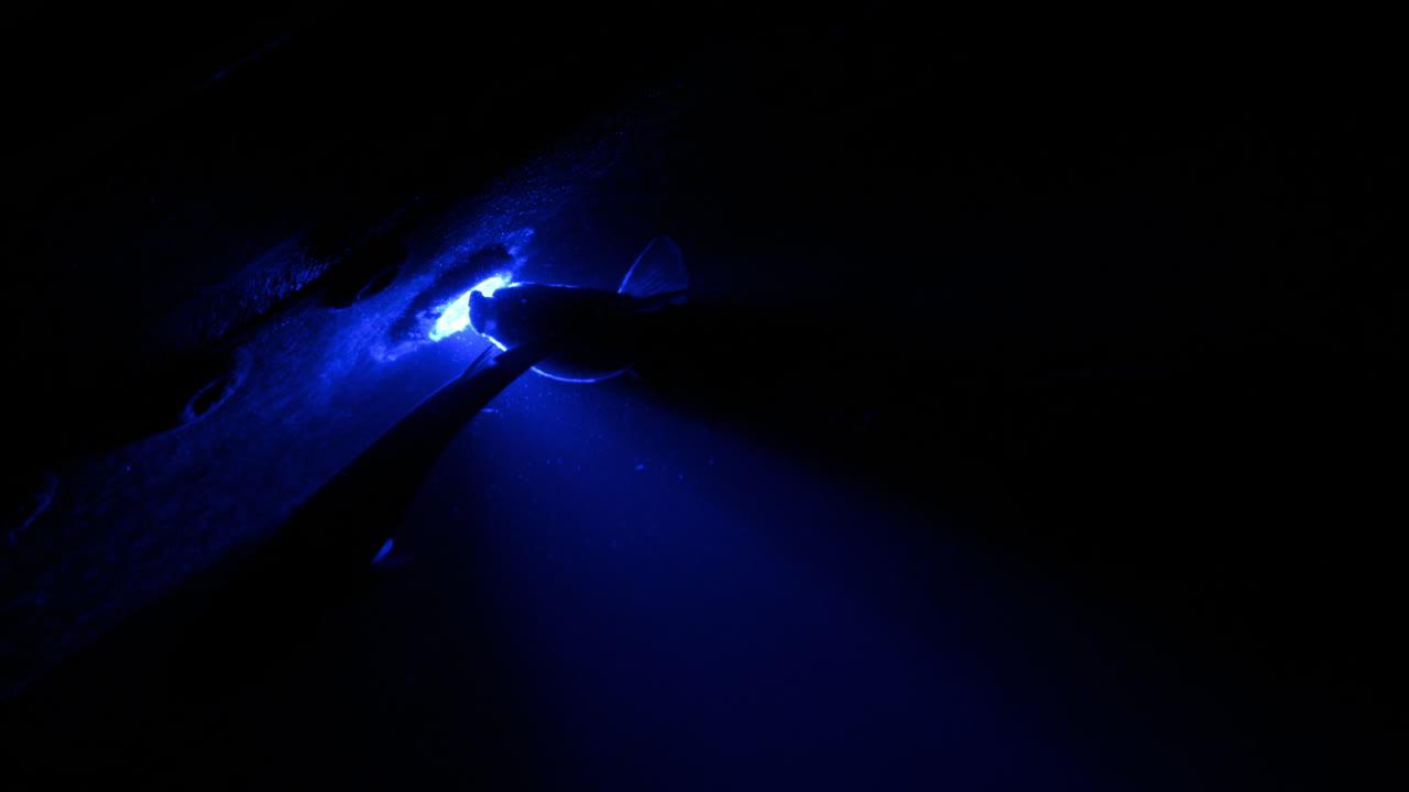 Close up of fish swimming in an aquarium illuminated with blue lights
