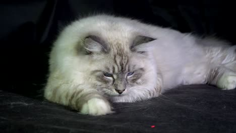el gato de ojos azules fluffy blanco gracioso monitorea el haz láser