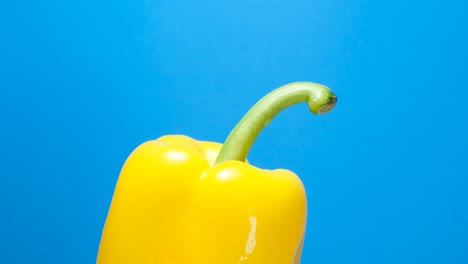 ripe yellow pepper rotates on a blue background ripe yellow pepper rotates on a blue background advertising shooting of agricultural plants