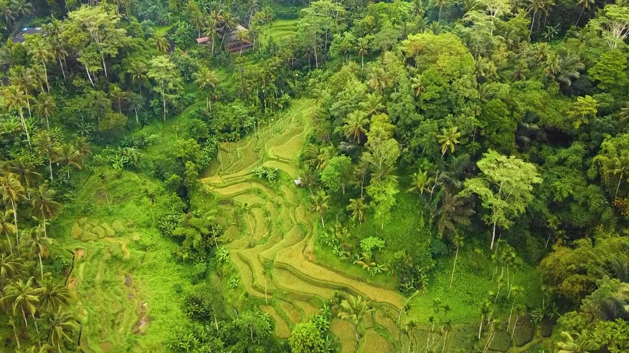 bellas imágenes cinematográficas de ubud, bali drone con exótica terraza de arroz, pequeñas granjas y plantaciones agroforestales
