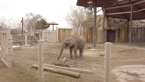 Elefante-Joven-Dentro-Del-Recinto-Del-Zoológico