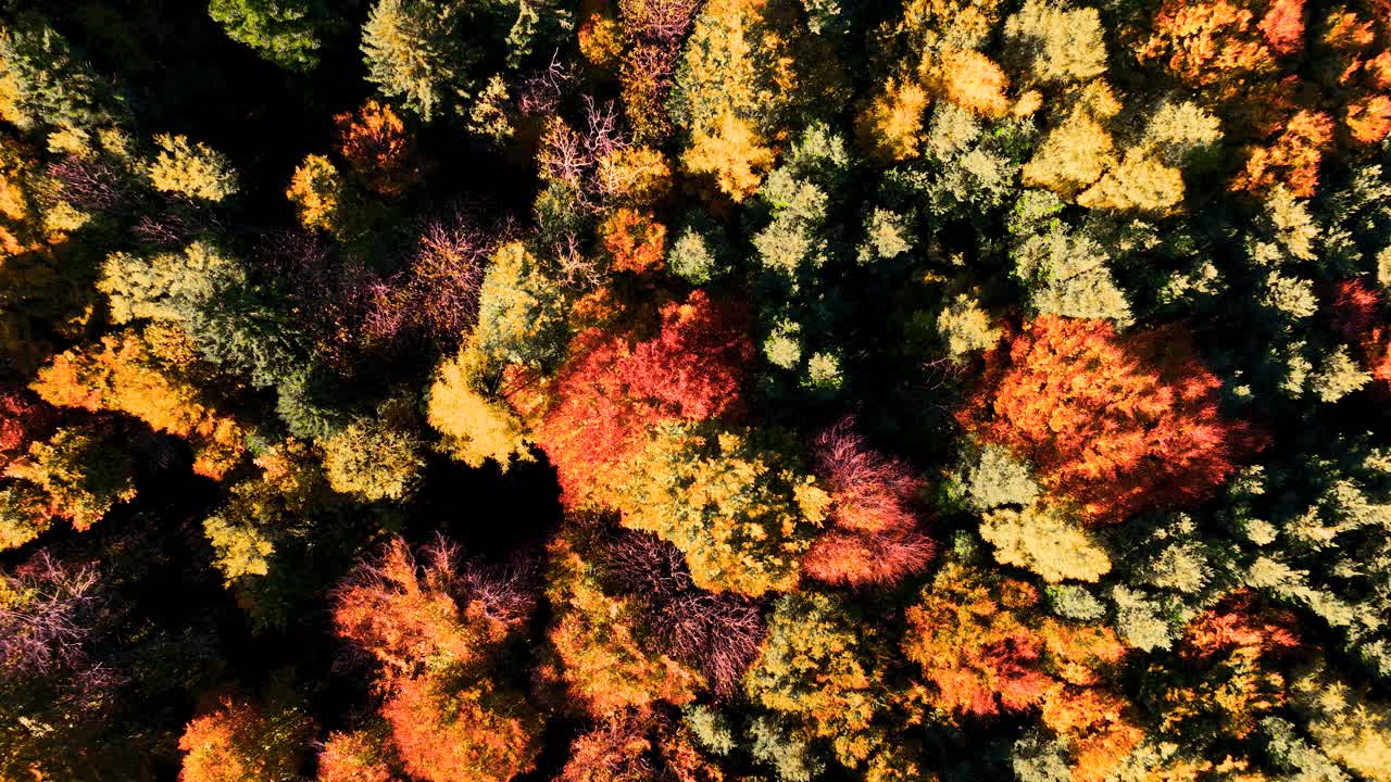 Aerial Top Down Drone shot of Autumn Beech Forest at Foliage - Monte Corona - Trento