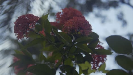 primer plano de las flores en un árbol