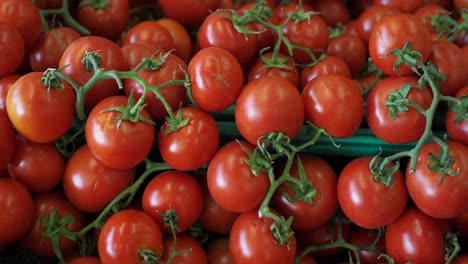 Tomates frescos
