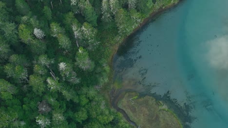 Top-down-aerial-view-of-a-forest-in-California-lining-a-slow-moving-river