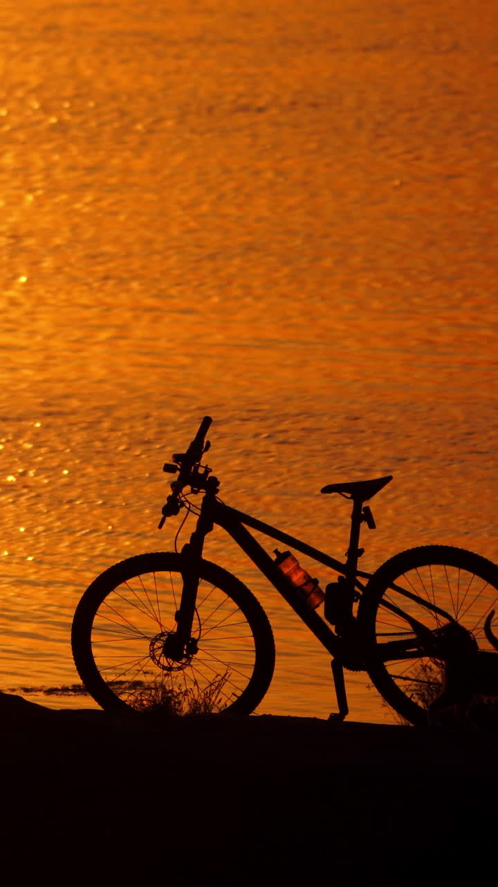 Bike and three cats near the river at sunset. Cats running near the sports bike on orange water background in the evening. Vertical video