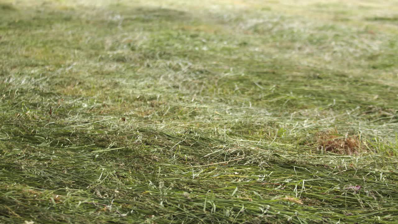 낮은 pov 기울기 새로  ⁇ 은 잔디와 함께 땅의  ⁇